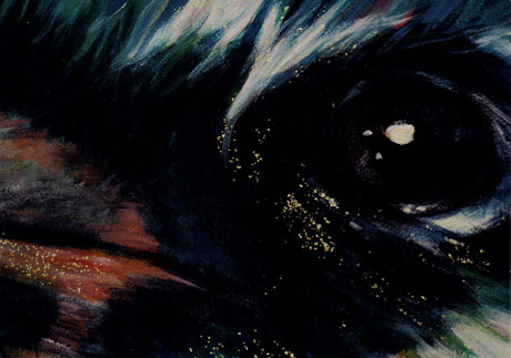 Flyer de l'expo ''Animaux'', 2018